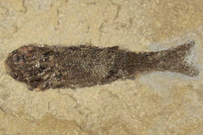Jurassic Fossil Fish (Hulettia) - Wyoming #189078